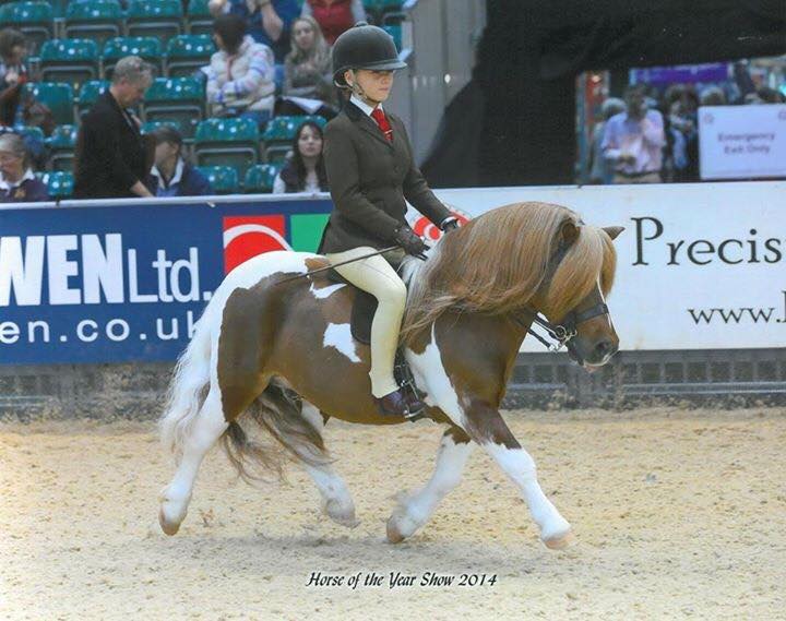 Shetland Pony Stallion, Brinleyview Camanchee Ridden By Gemma Pallett